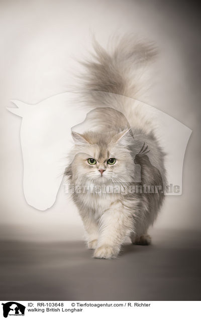 walking British Longhair / RR-103648