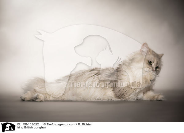 liegende Britisch Langhaar / lying British Longhair / RR-103652
