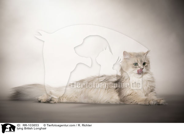 lying British Longhair / RR-103653