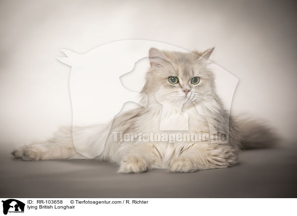liegende Britisch Langhaar / lying British Longhair / RR-103658