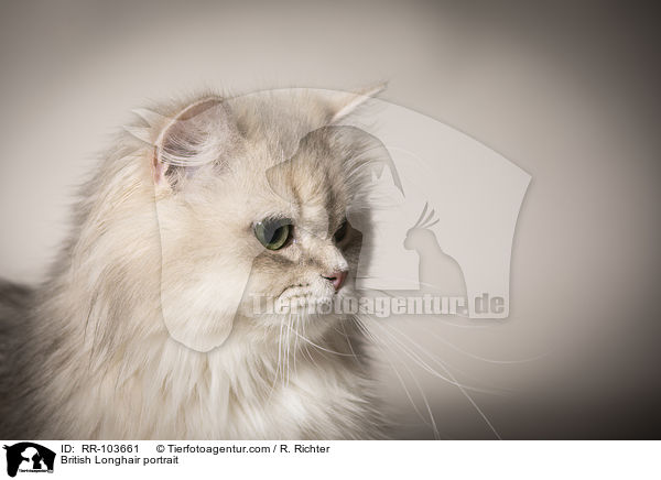 Britisch Langhaar Portrait / British Longhair portrait / RR-103661