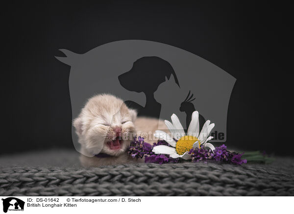 British Longhair Kitten / DS-01642