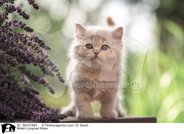 British Longhair Kitten / DS-01664