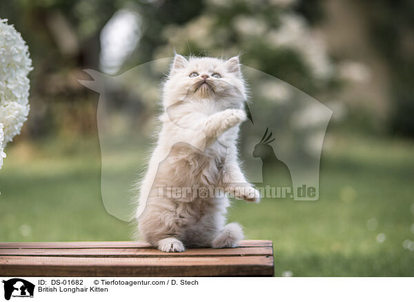 British Longhair Kitten / DS-01682