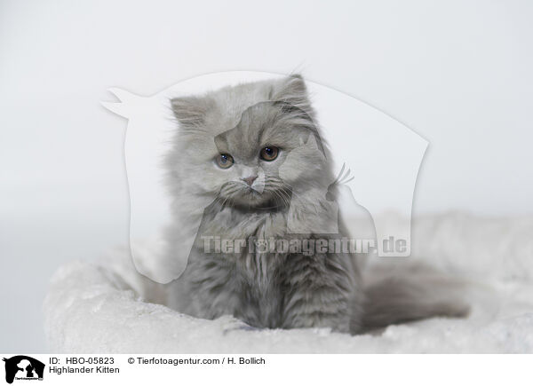 Highlander Kitten / HBO-05823