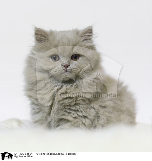 Highlander Kitten / HBO-05824