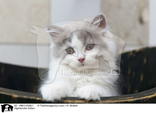 Highlander Kitten / HBO-05861