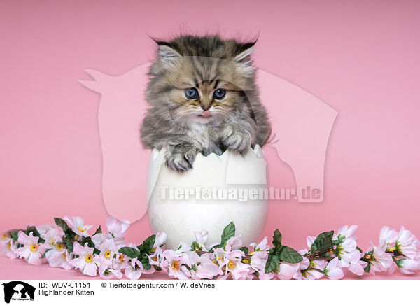 Highlander Kitten / WDV-01151