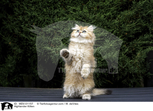 Highlander Kitten / WDV-01157
