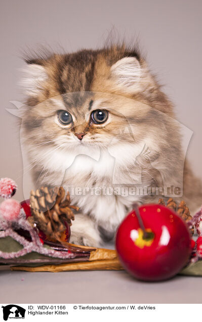 Highlander Kitten / WDV-01166