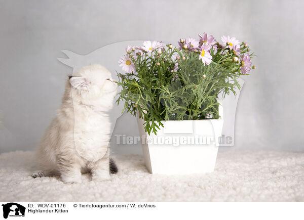 Highlander Kitten / WDV-01176