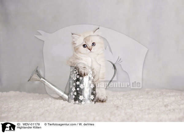 Highlander Kitten / WDV-01178