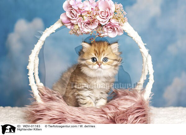 Highlander Kitten / WDV-01183