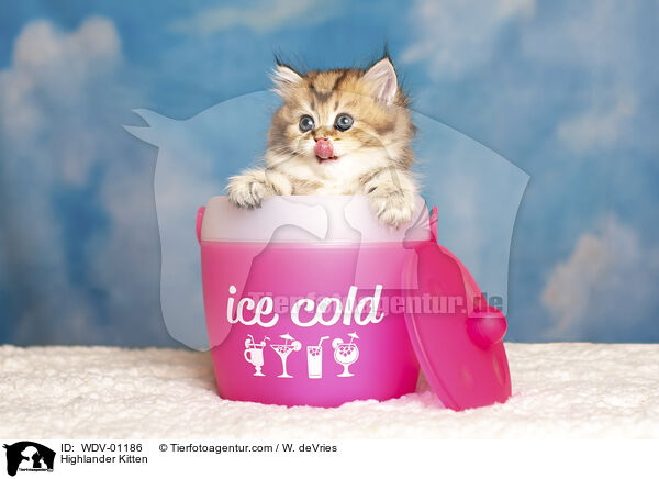 Highlander Kitten / WDV-01186