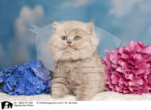 Highlander Kitten / WDV-01189