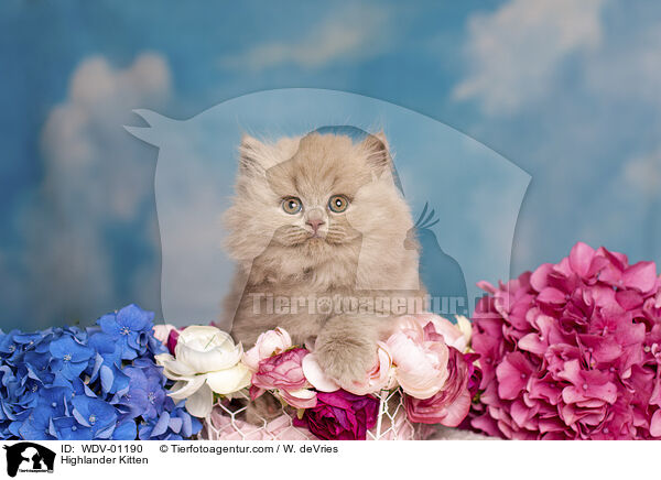 Highlander Kitten / WDV-01190