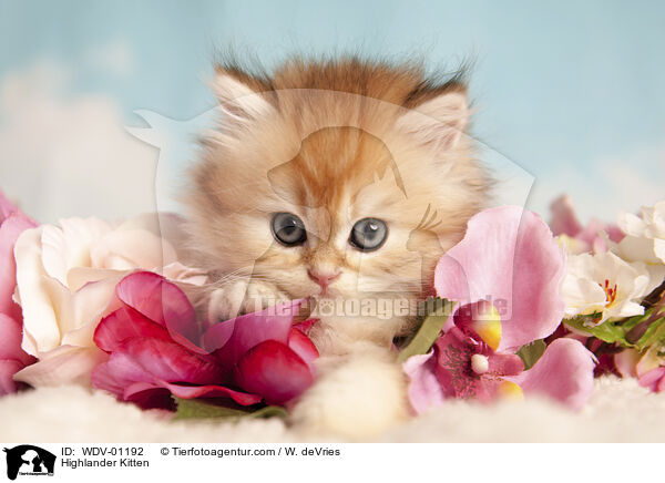 Highlander Kitten / WDV-01192