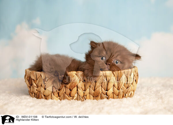 Highlander Kitten / WDV-01198