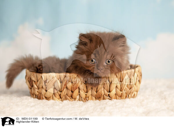 Highlander Kitten / WDV-01199