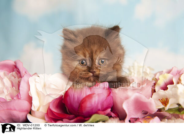 Highlander Kitten / WDV-01200