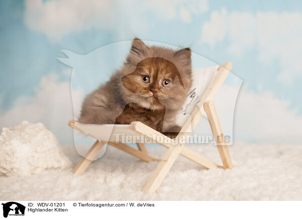 Highlander Kitten / WDV-01201