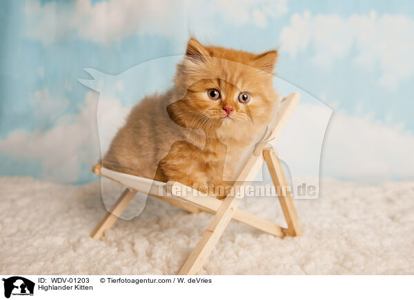 Highlander Kitten / WDV-01203