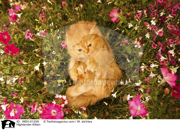 Highlander Kitten / WDV-01208