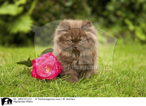 Highlander Kitten / WDV-01212