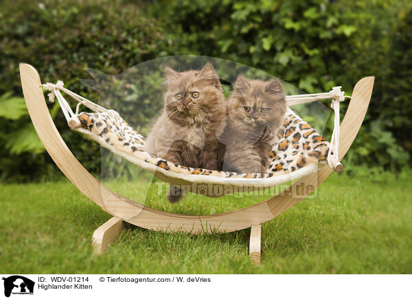 Highlander Ktzchen / Highlander Kitten / WDV-01214