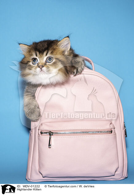 Highlander Kitten / WDV-01222