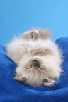 sleeping Highlander Kitten