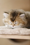 Highlander kitten
