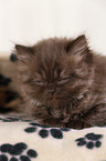 Highlander Kitten