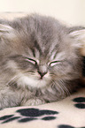 Highlander Kitten