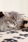 Highlander Kitten