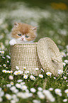 Highlander kitten on flower meadow