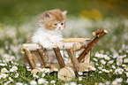 Highlander kitten on flower meadow