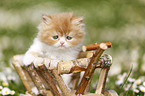Highlander kitten on flower meadow