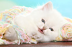 mewing Highlander Kitten