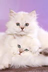 snuggling Highlander Kitten