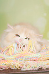 hissing Highlander Kitten