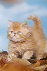 Highlander Kitten