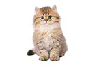 sitting Highlander Kitten