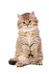 begging Highlander Kitten