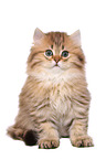 sitting Highlander Kitten