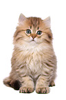 sitting Highlander Kitten