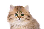 Highlander Kitten Portrait
