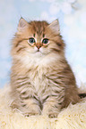 sitting Highlander Kitten