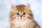 Highlander Kitten Portrait