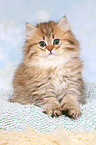 sitting Highlander Kitten